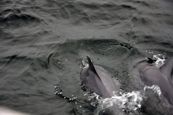 dolphins in Destin Florida